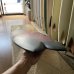 画像7: 【Alex Lopez surfboards/アレックスロペスサーフボード】Swallowtail Single 7'0"