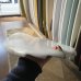 画像10: 【Morning Of The Earth Surfboards】FIJI triple stringer 6'10" (10)
