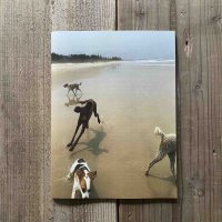【BIG SKY LIMITED】Dog's Magazine