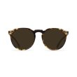 画像1: 【RAEN/レイン】REMMY52/Tokyo Tortoise/Brown Polarized