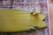 画像8: 【RICH PAVEL SURFBOARD/リッチパベル】GP Maxi Twinzer 7'4"